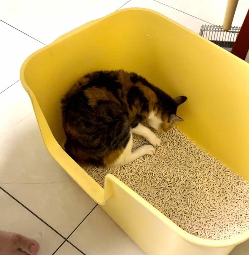 女人知己試用大隊,口碑行銷,部落客行銷,PurreLand 倍淨豆腐貓砂,好市多購買,COSTCO購買,豆腐貓砂,PurreLand倍淨,低粉塵,易清理,可沖馬桶,提供絕佳的除臭與凝結力,豆腐貓砂評價,貓砂評價,使用心得,貓砂分享,好用,原味,綠茶,豆腐砂,水量需完全覆蓋貓砂,水量需貓砂的2~3倍以上,豆腐砂評價,高CP值,划算